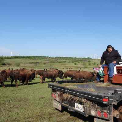 The Cheyenne and Arapaho nation have a large buffalo (bison) herd outside of Concho. The Broomfield delegation was able to see the herd up close and talk with the ranch team when it visited Oklahoma.: May 2022