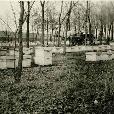 Crawford honeybee boxes