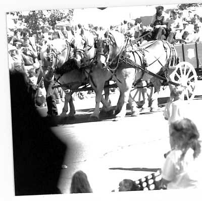 Horse-drawn Carriage at 1989 Broomfield Days