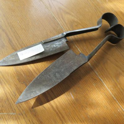 side of sheep shears