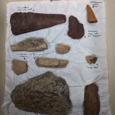 Scarp Dinosaur Material found by D. Bruce Young