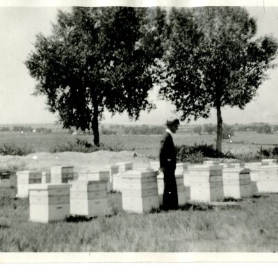Crawford Bee Boxes