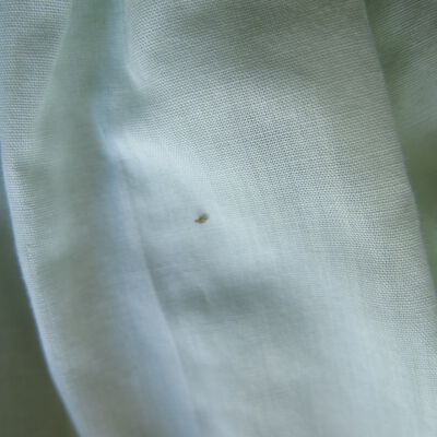 Evidence of dermestids: Origsize: 10" (w) x 13" (l); Origformat: Artifact