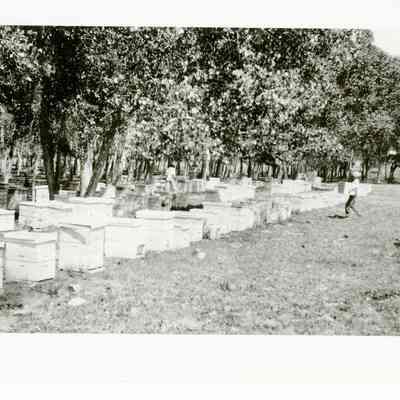 Crawford Honey Farm