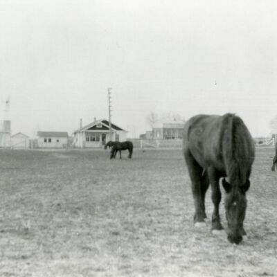 Percheron horses on Crawford farm, circa 1920: Origsize: 5" x 7"; Origformat: Print-Photographic; Resolution: 725dpi