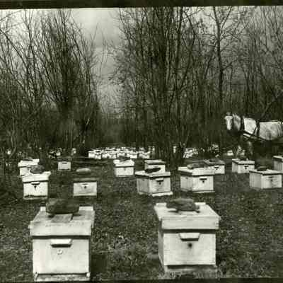 Crawford Honey Farm with a horse and cart