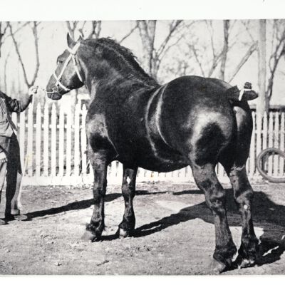 Print, Photographic