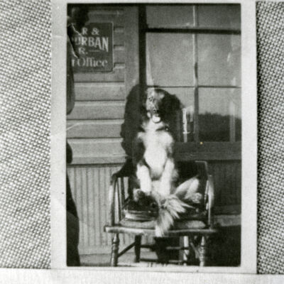 Brownie the Dog at Broomfield Train Depot