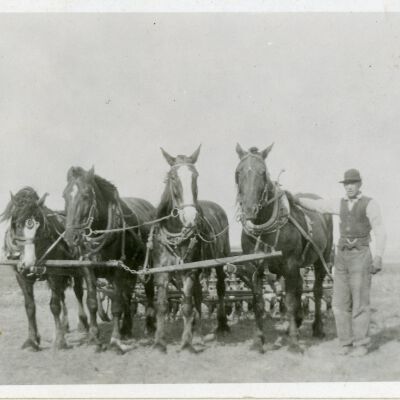 Tom and horses