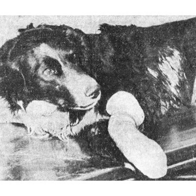 Photo of Shep with Broken Leg