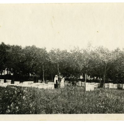 Crawford Honey bee boxes