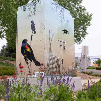 Redwing Blackbirds
