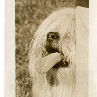 "Pet Show" - Dog - Broomfield Days?