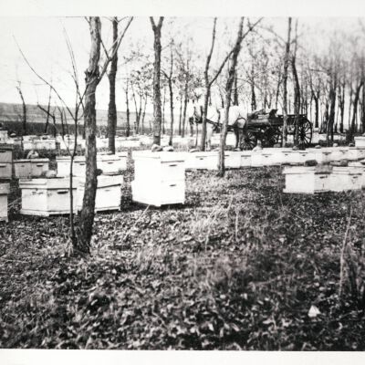Crawford's Honey Farm c. 1910