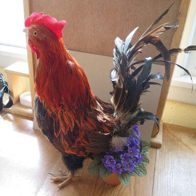Chicken