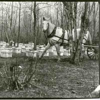Crawford's honey Farm with horse