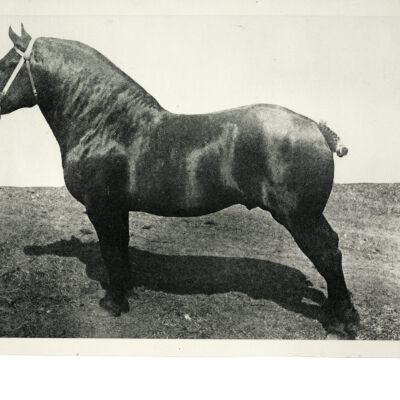 Prize Percheron "Champagne"