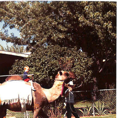 Camel at 1989 Broomfield Days