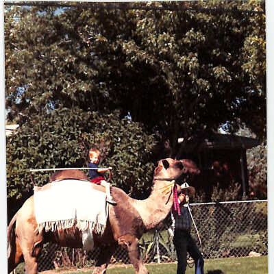 Camel at 1989 Broomfield Days