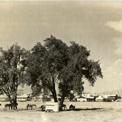 Horses and houses in Broomfield