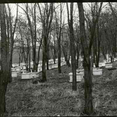 Crawford Beehives