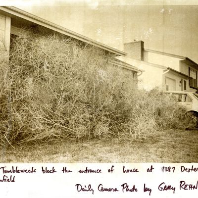 Winds propel weeds 01/22/1975