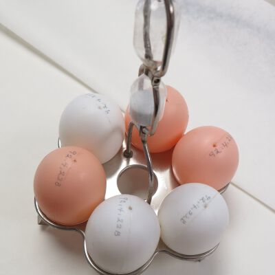 Timer, Egg