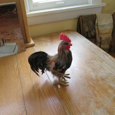 Chicken