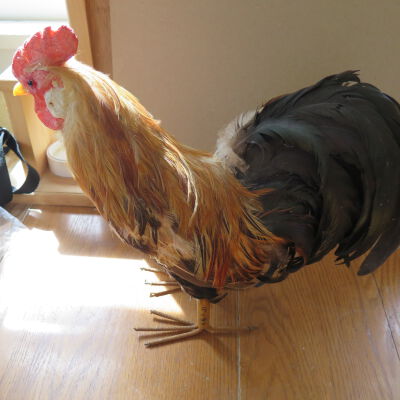 Chicken