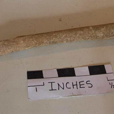 Long Bone