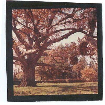 Bedford Oak in autumn