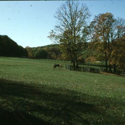 Sunnyfield Farm