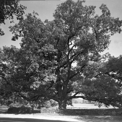 Bedford Oak in full bloom