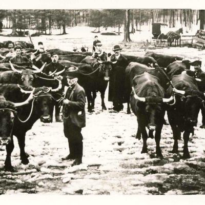 C.H. Brown (in long overcoat) pictured at Northville loading a car of oxen.