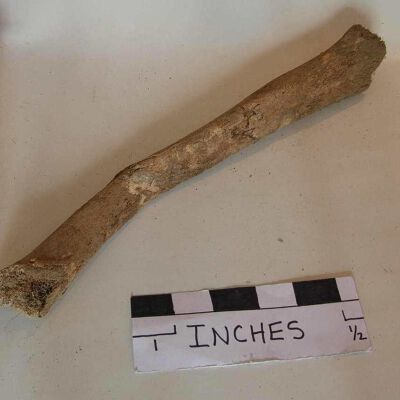 Bone