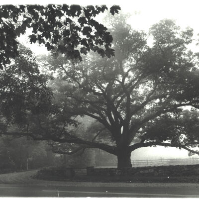 Bedford Oak from across Rt. 22 showing corner of Hook Road