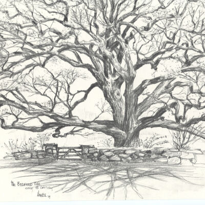 Drawing of Bedford Oak by O257Lester C. Haeckel, O288