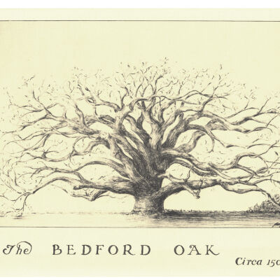 Bedford Oak, c. 1500