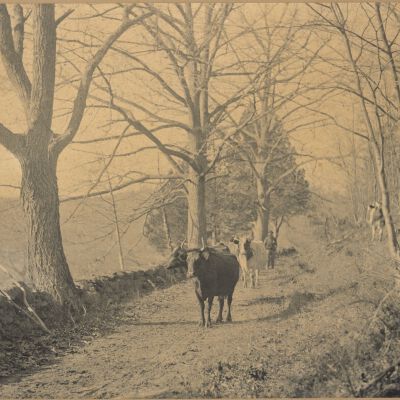 Print, Photographic