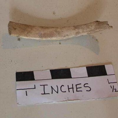 Bone