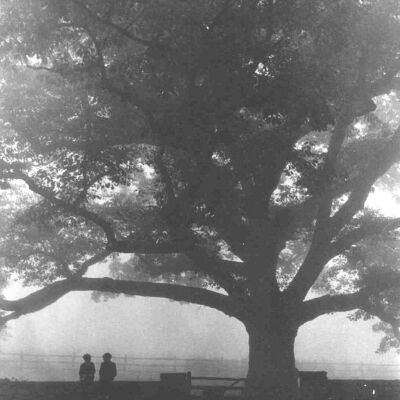 Bedford Oak