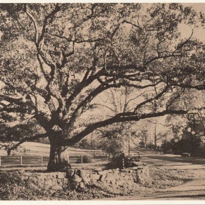 The Bedford Oak