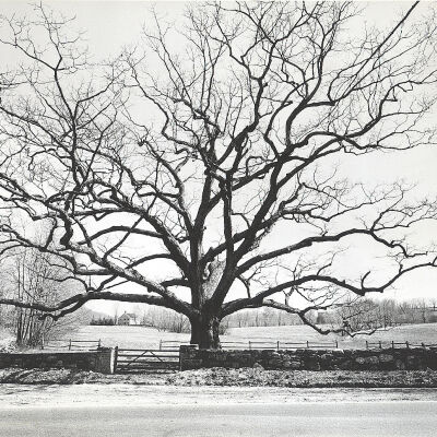 Bedford Oak