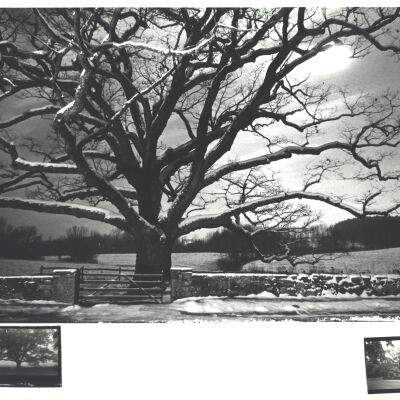 Bedford Oak in snow
