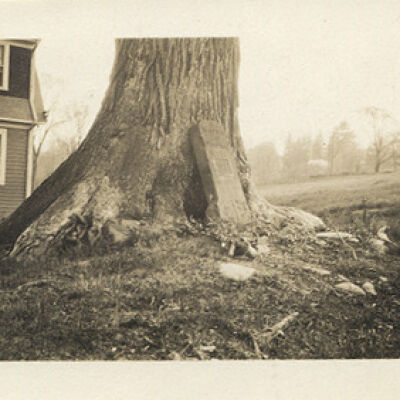 marker leaning against a tree.