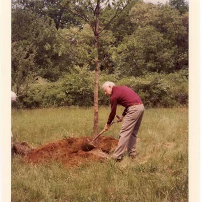 Planting a New Bedford Oak, 1980