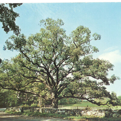 Bedford Oak