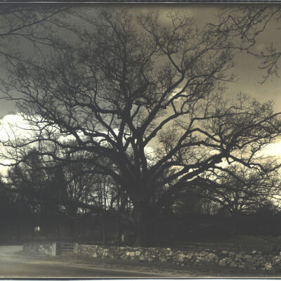 Bedford Oak in winter