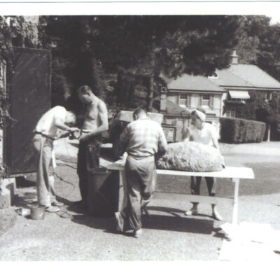 Vincent Family of Bedford Hills Shearing Sheep