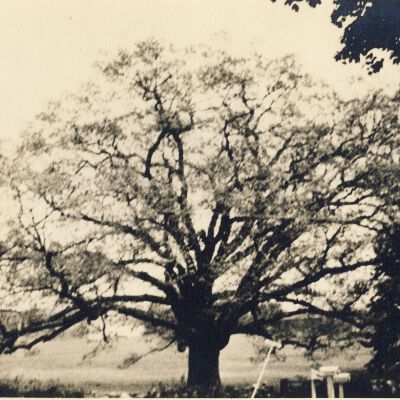The Bedford Oak